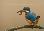 Kingfisher with a fish - #KF142