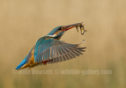 Kingfisher with a fish - #KF128