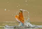 Kingfisher emerging from the water with a fish - #KF155