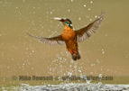 Kingfisher emerging from the water with a fish - #KF148