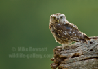 Little Owl - #OW047