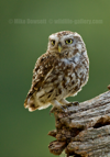 Little Owl - #OW046