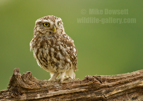 Little Owl - #OW045