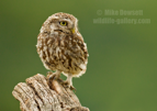 Little Owl - #OW044