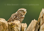 Happy Little Owl - #OW043