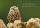 Little Owl - #OW042