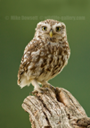 Little Owl - #OW041