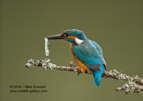 Male Kingfisher with a fish - #KF010