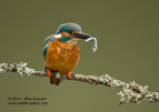 Male Kingfisher with a fish - #KF009