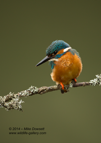 Portrait of a male Kingfisher - #KF008
