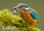 Close up male Kingfisher with a fish - #KF007