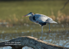 Stretch, Great Blue Heron - #WB056