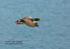 Full speed Mallard - #WB055