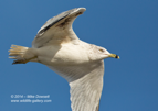 Ring Billed Gull in flight - #WB054