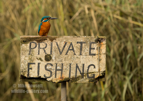 Naughty Kingfisher on a Private Fishing sign - #KF119