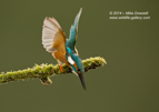 Male Kingfisher about to dive - #KF011