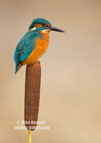 Kingfisher on a bull rush - #KF122