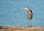 Windy, Great Blue Heron - #WB057