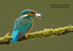 Gotcha Kingfisher with a big fish - #KF099