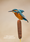 Kingfisher on a bull rush - #KF118
