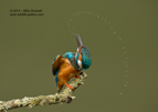 Kingfisher with a runny nose - #KF098