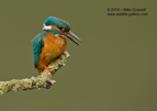 Male Kingfisher ready to dive - #KF097