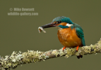 Kingfisher with a fish - #KF123