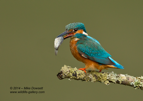 Male Kingfisher with a large fish - #KF001