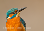 Kingfisher Close Up - #KF125