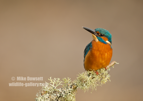 Kingfisher on a perch in perfect light - #KF121