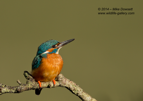 Male Kingfisher looking @ Heaven - #KF096
