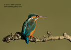 Female Kingfisher Portrait - #KF095