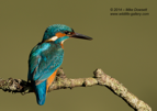 Male Kingfisher Portrait - #KF094