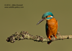 Male Kingfisher Portrait (lovely light) - #KF093