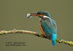 Female Kingfisher with a fish - #KF092