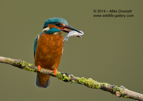 Male Kingfisher with a fish - #KF091