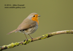 A Robin posing - #GB100