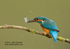 Kingfisher smacking a fish - #KF002