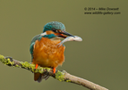 Male Kingfisher with a fish - #KF100