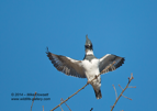 Belted Kingfisher landing - #KF012
