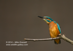Male Kingfisher Portrait - #KF104