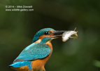 Male Kingfisher with a big fish - #KF105