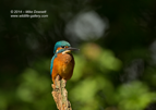 Male Kingfisher Portrait - #KF106