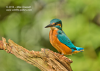 Male Kingfisher Portrait - #KF107