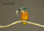 Male Kingfisher with a fish - #KF108
