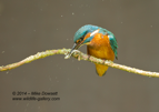 Male Kingfisher banging a fish on the perch - #KF109