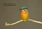 Common Kingfisher Portrait - #KF110