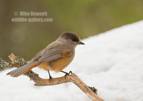 Siberian Jay in snow - #GB128