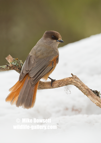Siberian Jay in snow - #GB127