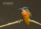 Male Kingfisher with no feet ?? - #KF117